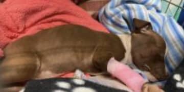 Oristano, cucciolo di pitbull gettato dal finestrino di una macchina in corsa: soccorso da un ragazzo, non è riuscito a salvarsi