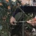 Cagliari, ladri di fiori in azione nel Corso Vittorio Emanuele e aiuole costantemente svuotate: “Capita spesso”