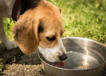 Quartu, cani in ristorante come gli esseri umani: scatta la polemica