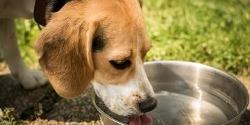 Quartu, cani in ristorante come gli esseri umani: scatta la polemica