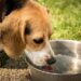Quartu, cani in ristorante come gli esseri umani: scatta la polemica