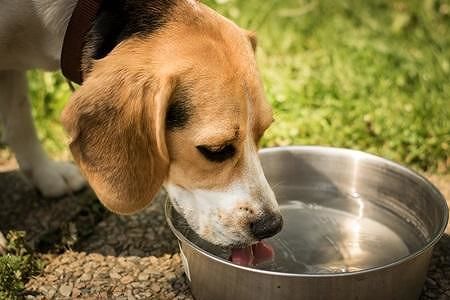 Quartu, cani in ristorante come gli esseri umani: scatta la polemica