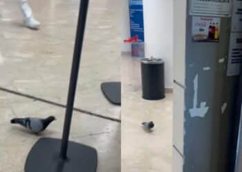 Cagliari, dopo il topo anche i piccioni banchettano all’interno del Brotzu