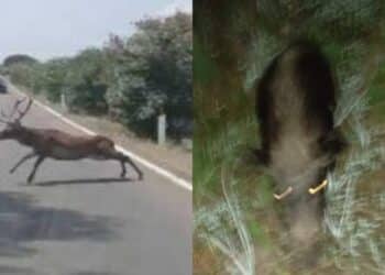 Animali liberi di causare incidenti, si riaccende il dibattito sulla sicurezza stradale