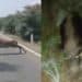 Animali liberi di causare incidenti, si riaccende il dibattito sulla sicurezza stradale