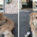 Il padrone Renè scompare a Cagliari, il suo cane ritrovato in Liguria