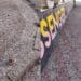 Monserrato, un tappeto di escrementi mette a repentaglio la sicurezza dei pedoni: emergenza in diverse strade