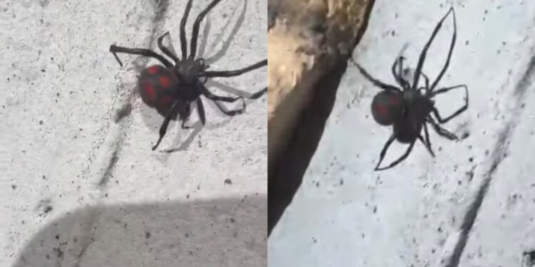 Sarroch, avvistata una vedova nera mediterranea in piazza Scacchi: “Prestate attenzione”