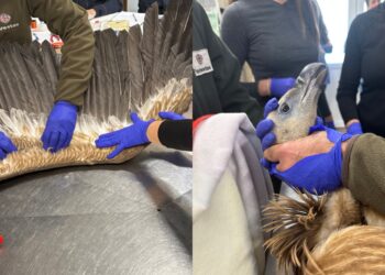 Una nuova squadra di grifoni in arrivo nei cieli della Sardegna