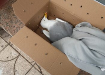 Cagliari, un gabbiano morto e nessuno che lo porti via: “Dalle istituzioni solo scaricabarile”