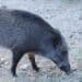 Pensionato muore attaccato da un cinghiale durante una battuta di caccia