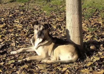 Cane muore a causa dei botti di fine anno, i volontari: “Siamo devastati”