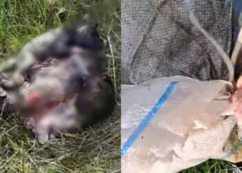 Carbonia, orrore a Is Urigus: tre cuccioli di cane rinchiusi dentro un sacco e gettati via come se fossero spazzatura