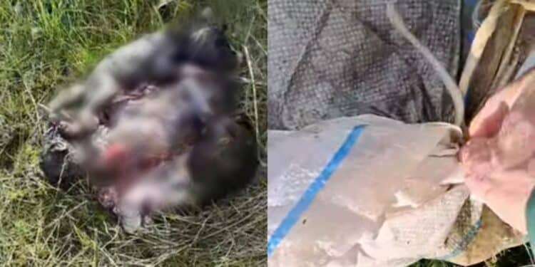 Carbonia, orrore a Is Urigus: tre cuccioli di cane rinchiusi dentro un sacco e gettati via come se fossero spazzatura