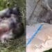 Carbonia, orrore a Is Urigus: tre  cuccioli di cane rinchiusi dentro un sacco e gettati via come se fossero spazzatura