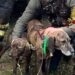 Fanno un volo di 40 metri e finiscono in un dirupo a Villasalto, salvati due cani da caccia