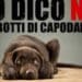 Botti e petardi a Capodanno, allarme cani e gatti anche in Sardegna: rischio infarti e traumi