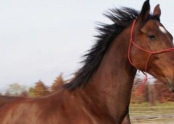 Ussana, investita ua cavalla che in grembo portava il suo cucciolo: l’animale giace in terra da ore