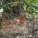 Cagliari, all’Orto Botanico il presepe della tradizione asseminese
