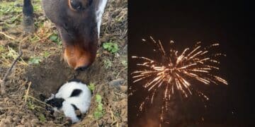Sanluri, i botti uccidono una cagnolina: è morta per lo spavento