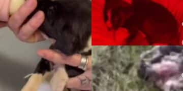 Carbonia, solo uno dei dei cuccioli rinchiusi dentro un sacco e gettati come se fossero spazzatura si è salvato