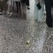 Cagliari, la protesta degli studenti del “De Sanctis” diventa un caso: “Hanno ostacolato le vie di fuga”