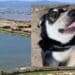 Orrore a Molentargius, cani seviziati nel cuore del parco: le terribili immagini riprese dalle videotrappole