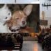Monserrato, al Redentore tutti gli animali tra i banchi della chiesa per la benedizione