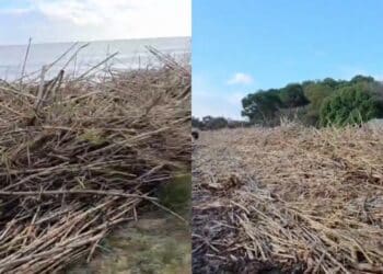 Flumini di Quartu, la spiaggia invasa dalle canne dopo la mareggiata è impraticabile