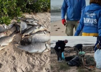 Quartu, decine di volontari in azione per ripulire la spiaggia di Sant’Andrea: tra i rifiuti raccolti anche pezzi di carcasse di auto e carpe giganti