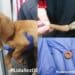 Un anello di plastica nella coda di un cucciolo, ancora orrore nei confronti degli animali: “Urlava di dolore”