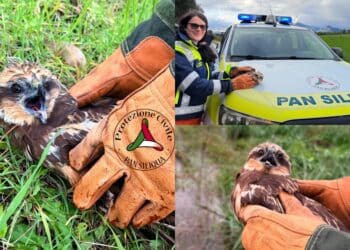Musei, salvato un falco della palude dai volontari della protezione civile