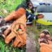 Musei, salvato un falco della palude dai volontari della protezione civile