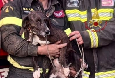 Quartu, cane intrappolato nella zona impervia di Callitas salvato dai vigili del fuoco