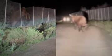 Pula, i bovini selvaggi  nuovamente in azione: scendono a valle in cerca di cibo
