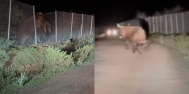 Pula, i bovini selvaggi nuovamente in azione: scendono a valle in cerca di cibo