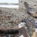 Sud Sardegna, resti di un’imbarcazione a Golfo degli Aranci: potrebbe trattarsi di scialuppe di un galeone francese del 1780