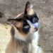 Sestu, colonia felina a rischio: un gatto è stato avvelenato, si teme per gli altri