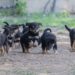 Cagliari, sospette sostanze pericolose per animali: scatta il piano del Comune