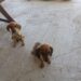 Finanziaria regionale, sos delle associazioni animaliste: “Stop randagismo, subito sterilizzazioni annuali in Sardegna”
