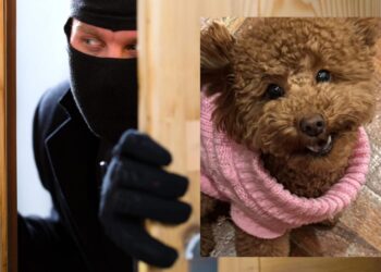 Selargius, la cagnolina dell’assessore  mette in fuga i ladri: “Cosa deve succedere perché la sicurezza delle persone venga presa sul serio?”