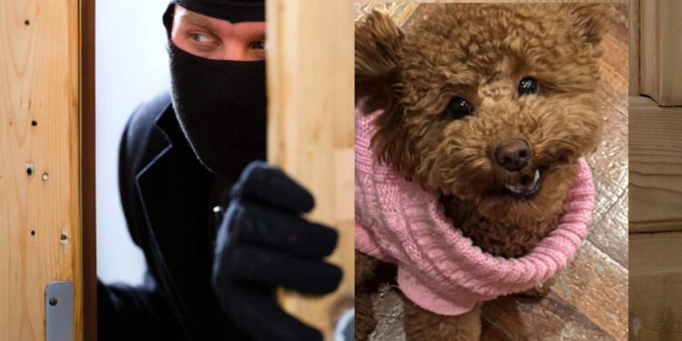 Selargius, la cagnolina dell’assessore mette in fuga i ladri: “Cosa deve succedere perché la sicurezza delle persone venga presa sul serio?”