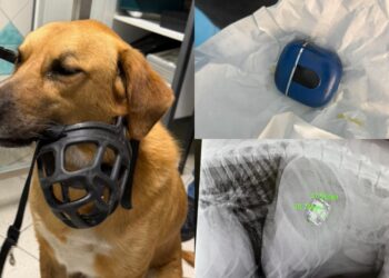 Mangia la custodia degli Airpods e finisce sotto i ferri: lieto fine per un cagnolone a Bosa