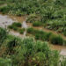 Samassi, dalla siccità allo stato di calamità naturale per piogge persistenti: colture sott’acqua e agricoltori disperati