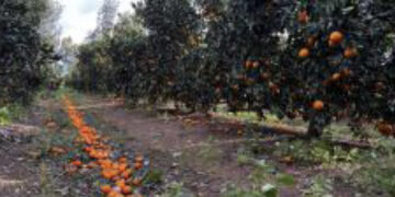 Sud Sardegna in ginocchio per il maltempo: “Meno produzioni significa meno cibo”