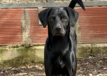 La commovente storia di Aaron, il cane rimasto solo in cerca di una vera adozione del cuore