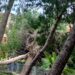 Cagliari, incidente in pineta al Cep: un albero cade sulla ex sede della guardia medica