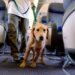 Cani in cabina fino a 30 chili: via libera dell’Enac, debutto su un volo Aeroitalia