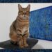 17 febbraio, si celebra in Italia la giornata nazionale del gatto