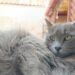 Radio Zampetta Sarda: la dolcissima Nala in cerca di una vera Famiglia per la vita
